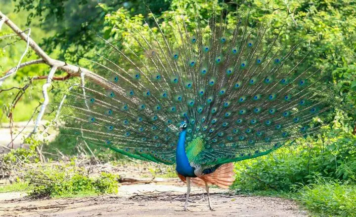 Can You Eat Peacock