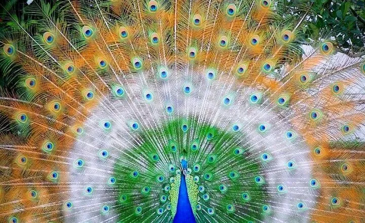 How Much Do Peacock Birds Cost