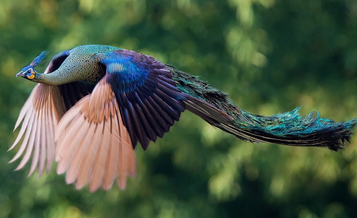 How Much Do Peacock Birds Cost