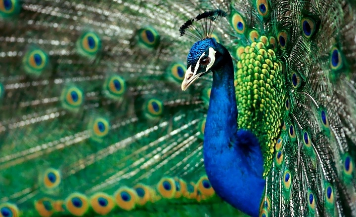 How Much Do Peacock Birds Cost