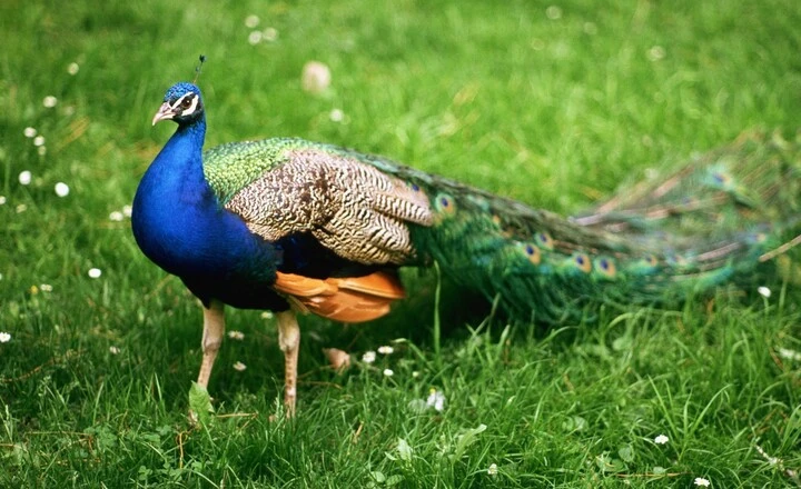 How Much Do Peacock Birds Cost