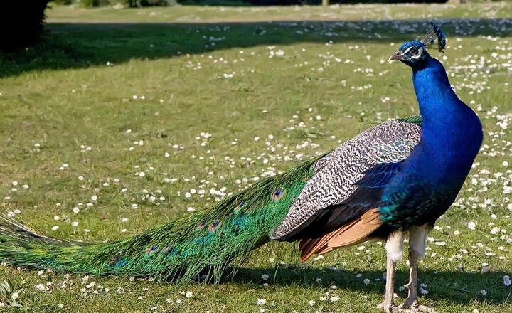 Why Do Peacocks Spread Their Feathers