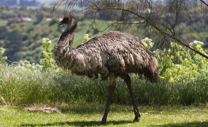 Are Emus Extinct