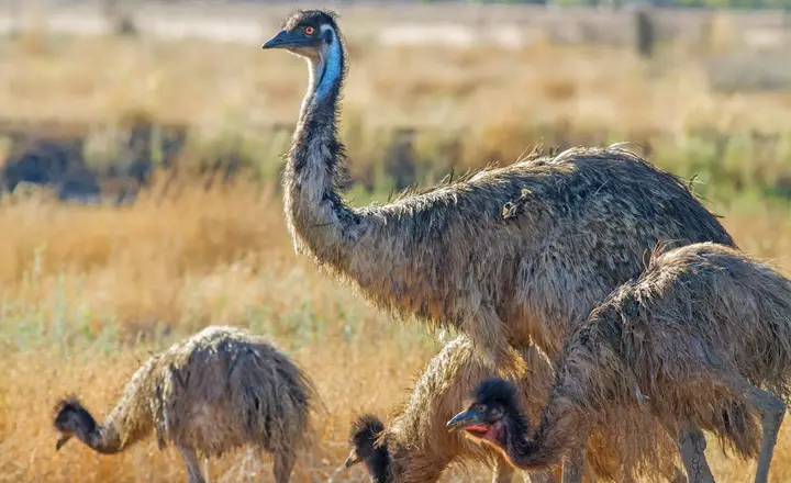 Are Emus Extinct