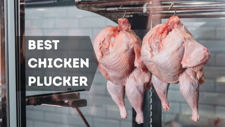 Best Chicken Plucker