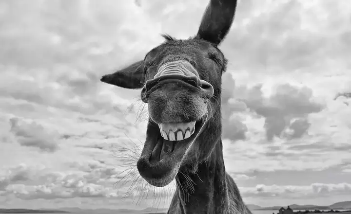 Can Donkeys Laugh