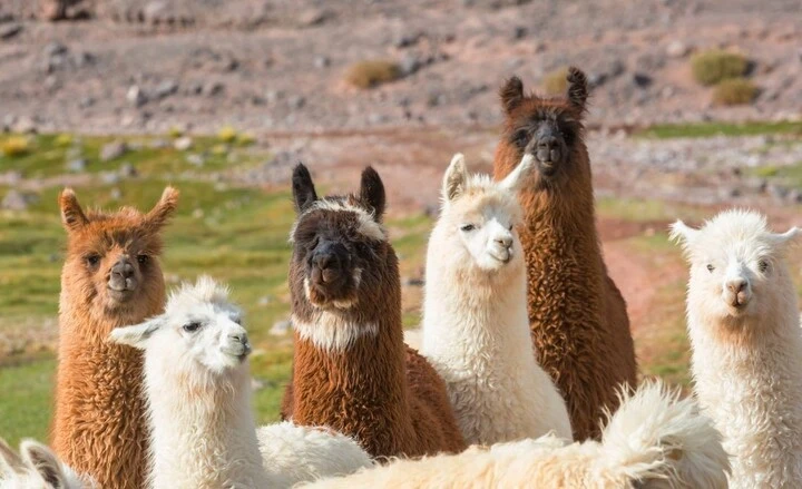 Can Llamas and Alpacas Breed