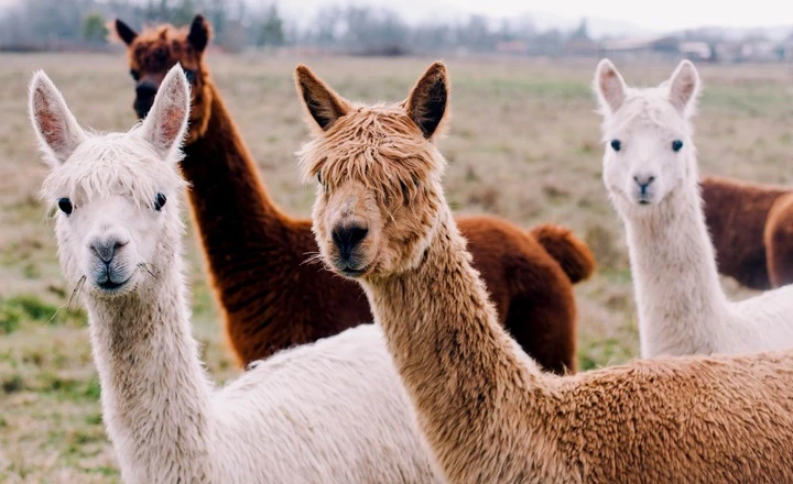 Can Llamas and Alpacas Breed