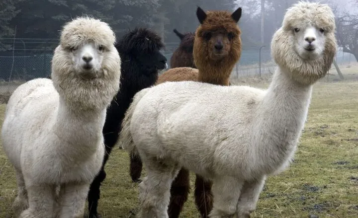 Can Llamas and Alpacas Breed