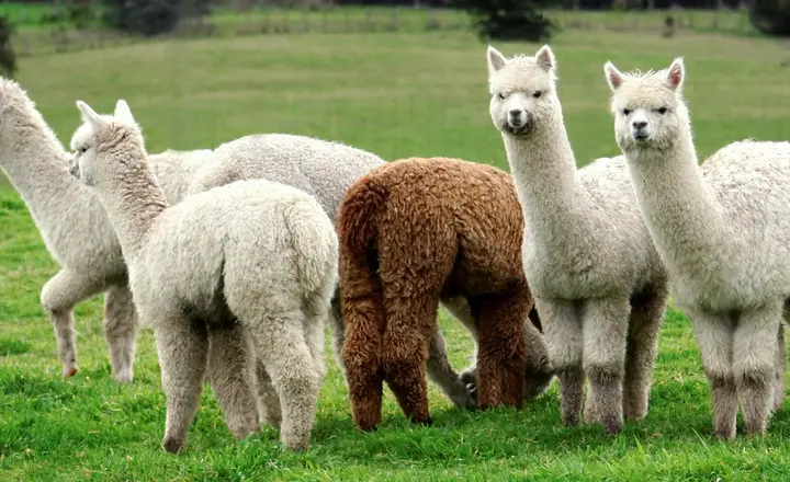 Can Llamas and Alpacas Breed