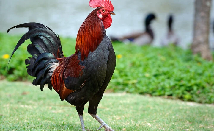 Can Roosters Lay Eggs