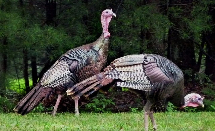 Can Turkeys Smell