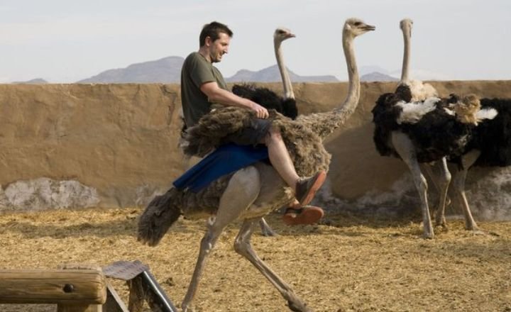 Can You Ride Ostriches