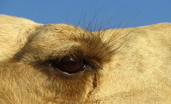 Do Camels Have Three Eyelids