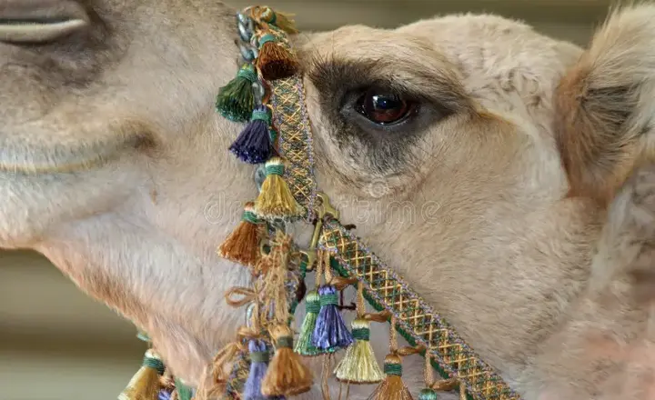 Do Camels Have Three Eyelids
