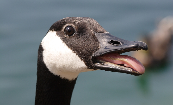 Do Geese Have Teeth