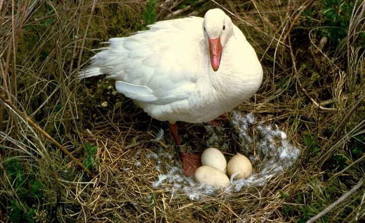 Do Geese Lay Eggs