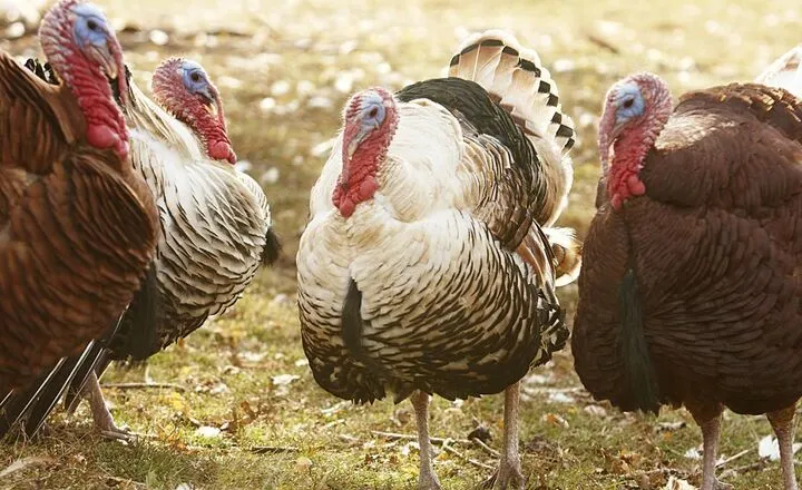 Do Turkeys Need a Male to Lay Eggs