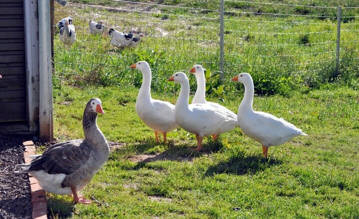 Domestic Geese Breeds