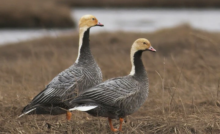 Domestic Geese Breeds