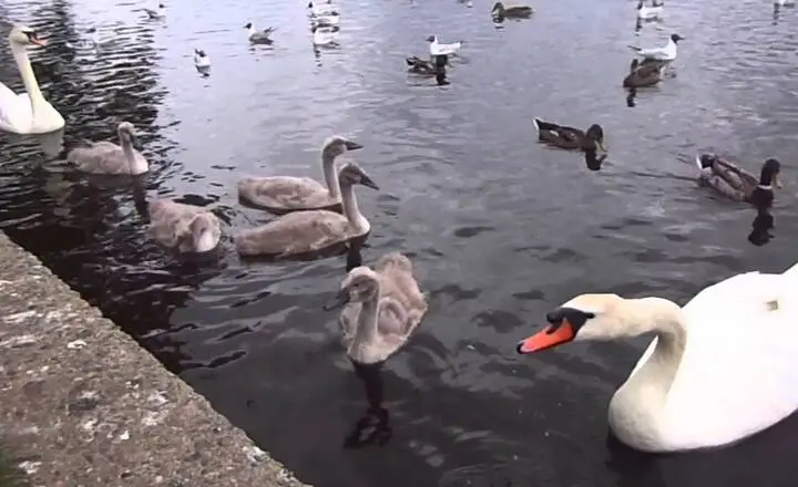 Duck vs Swan
