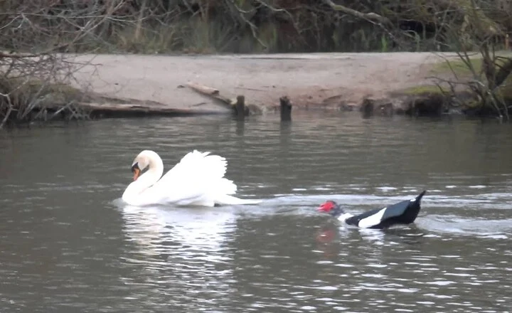 Duck vs Swan