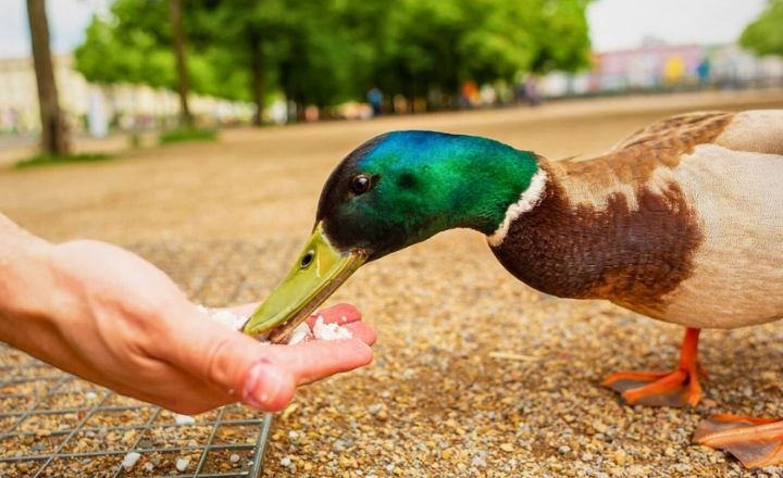 Healthier Alternatives of Bread for Geese