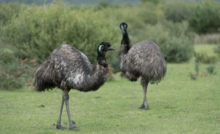 How Long Do Emus Live