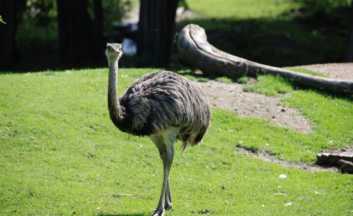 How Long Do Emus Live