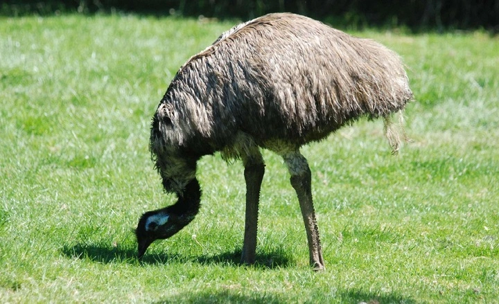 How Long Do Emus Live? January 2025