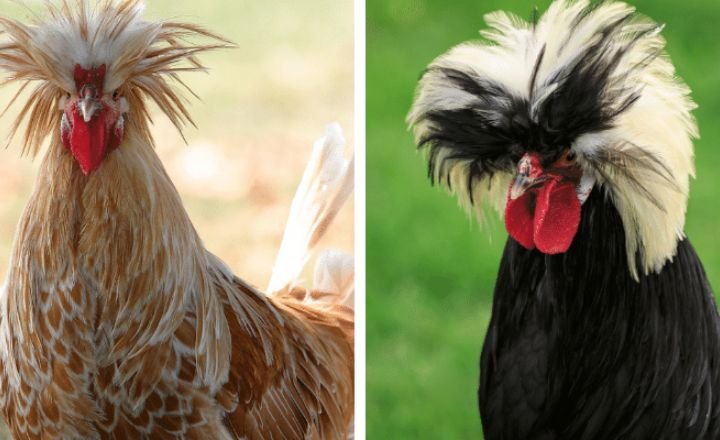 Polish Roosters vs Polish hen