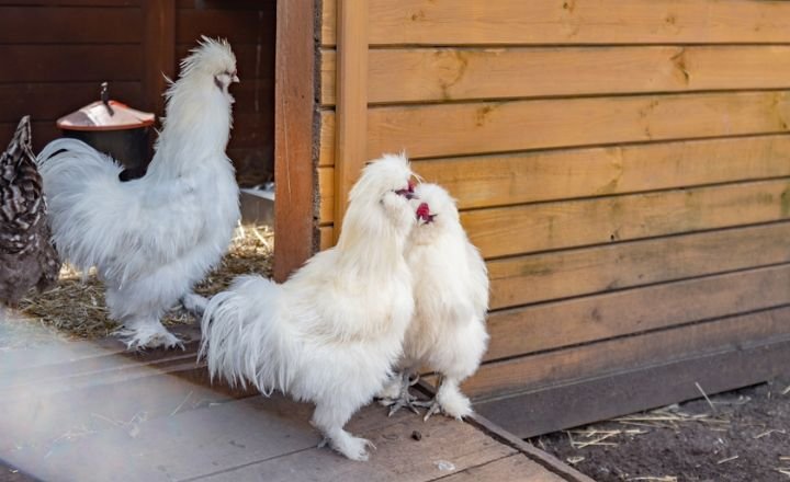 Silkie Rooster Bread