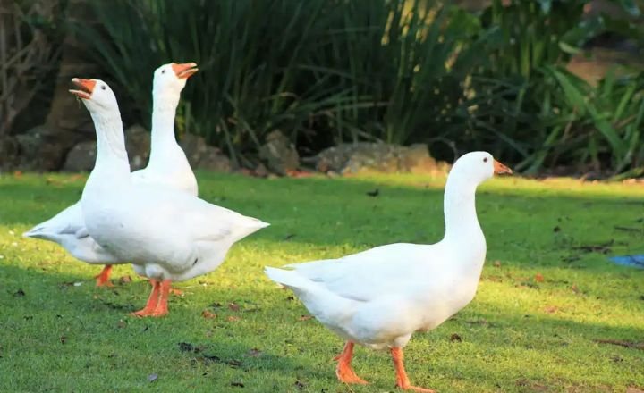 White Geese Breeds