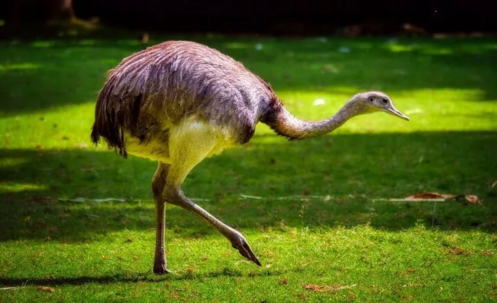 Why Do Ostriches Dance