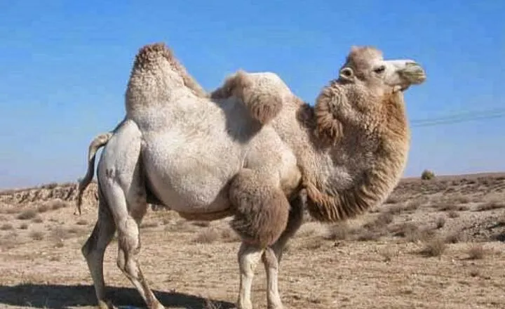 Why Do Some Camels Have Two Humps