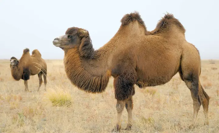 Why Do Some Camels Have Two Humps