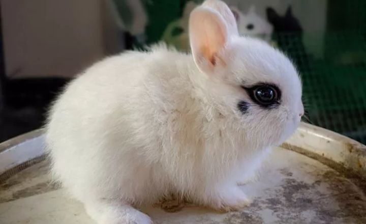 11 Friendliest Rabbit Breeds (With Pictures)