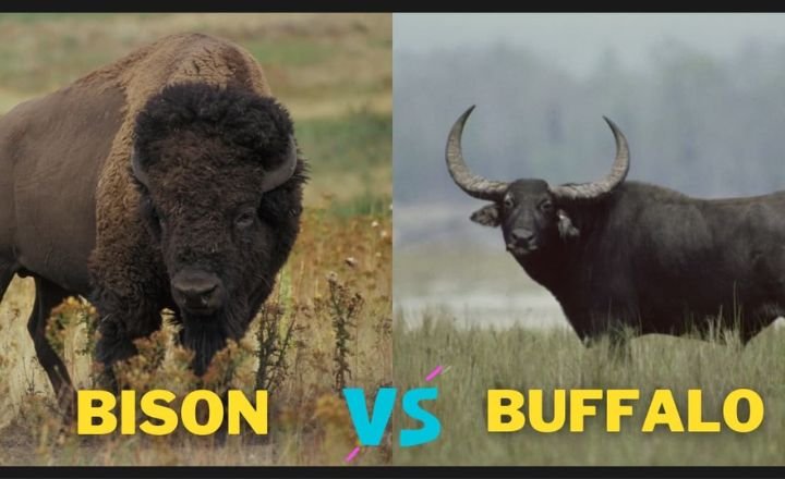Are Buffalo and Bison The Same