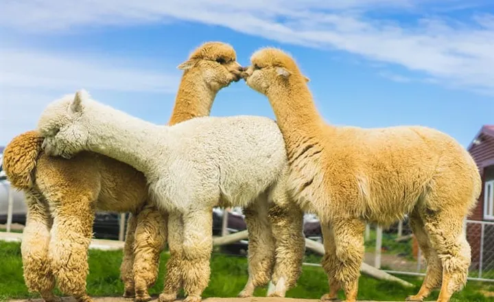 Are Camels and Llamas Related