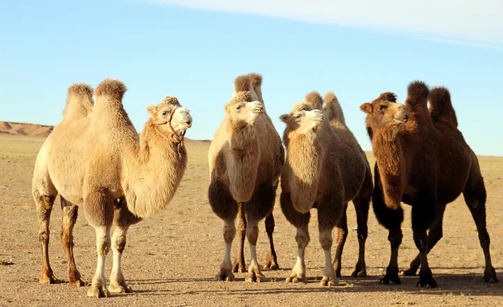 Are Camels and Llamas Related