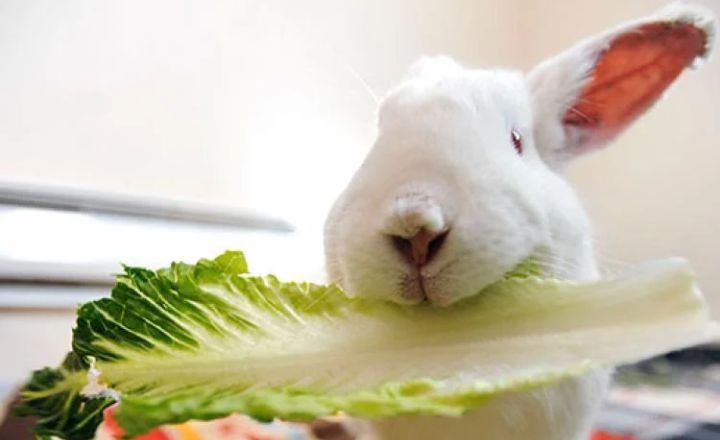 Best Rabbit Foods