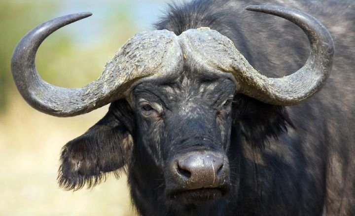 Are Buffalo And Bison The Same?