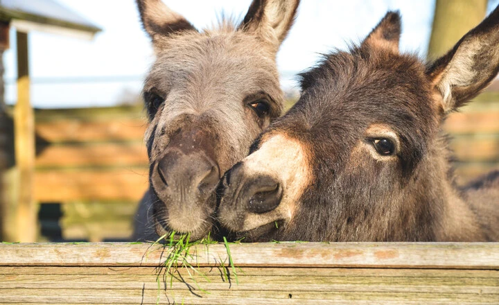 Can Donkeys Eat Lettuce