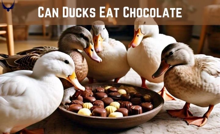 Can Ducklings Eat Chocolate
