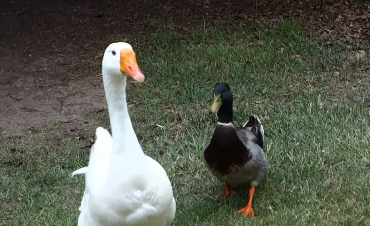 Can Ducks And Geese Mate