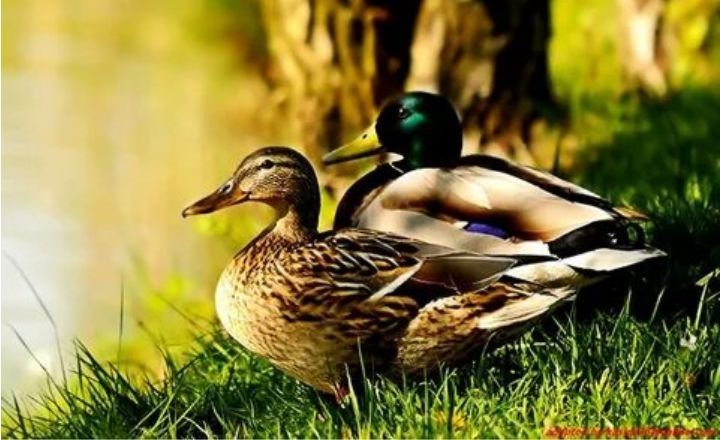 Can Ducks Eat Chocolate? Precautions to Know