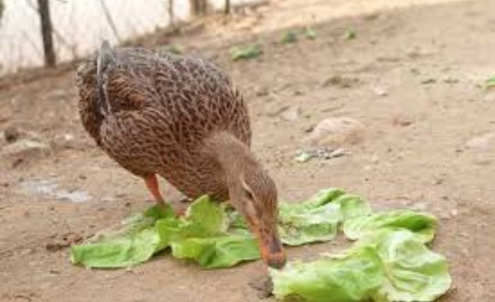 Can Ducks Eat Lettuce
