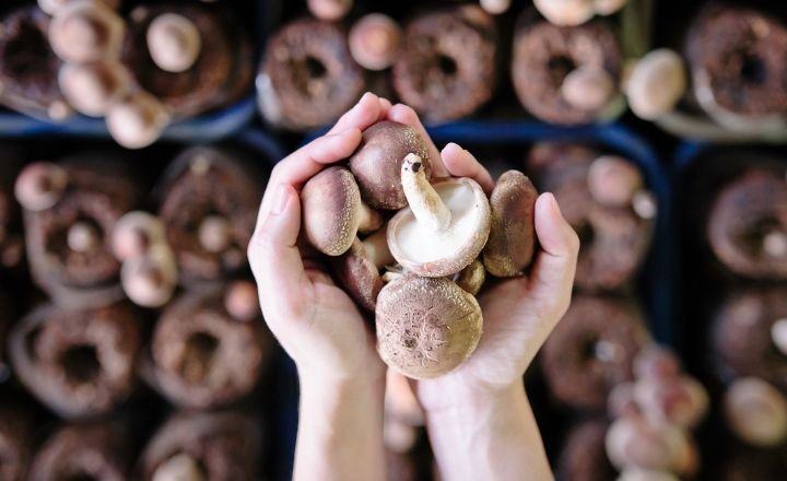 Can Ducks Eat Mushrooms? 7 Benefits