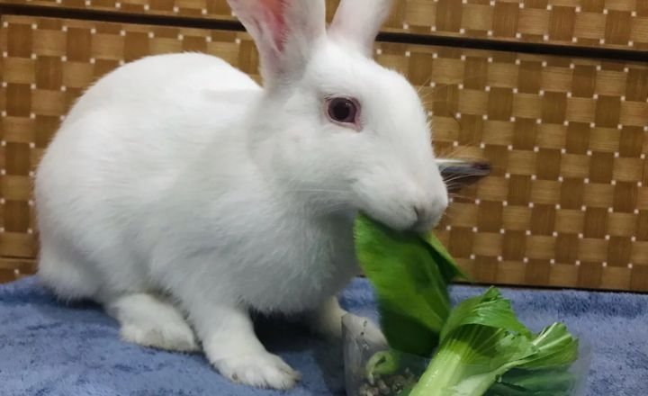 Is Bok Choy Safe For Rabbits