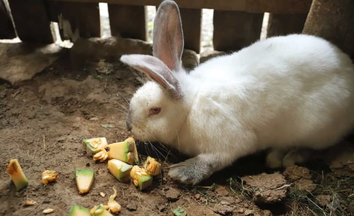 Can Rabbits Eat Cantaloupe Rind